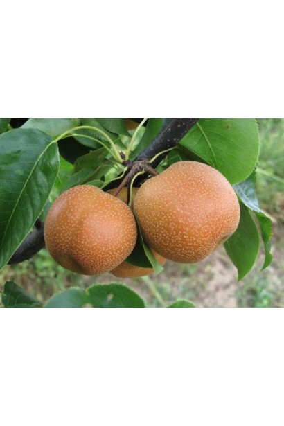 Гілка груші Чоюро з великими бронзовими плодами серед зеленого листя.